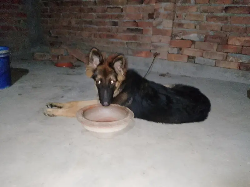 gsd male — photo 2
