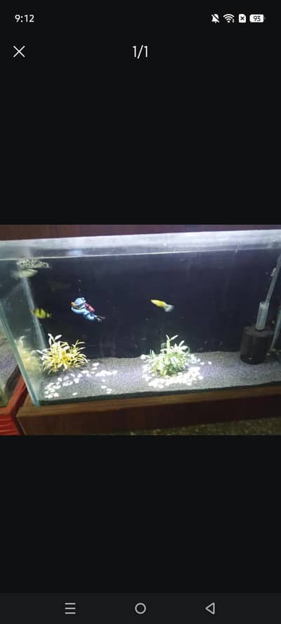 FISH AQUARIUM