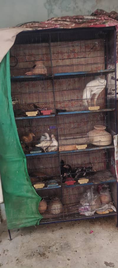 10 Khano Wala Birds & Poultry Cage – Mazboot Pinjra