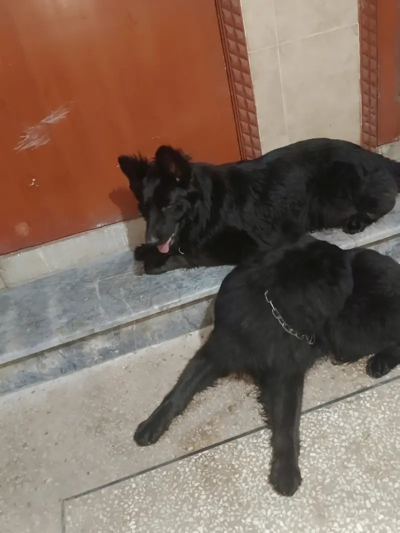 Black German shepherd pair pink pedigree chip install — photo 2