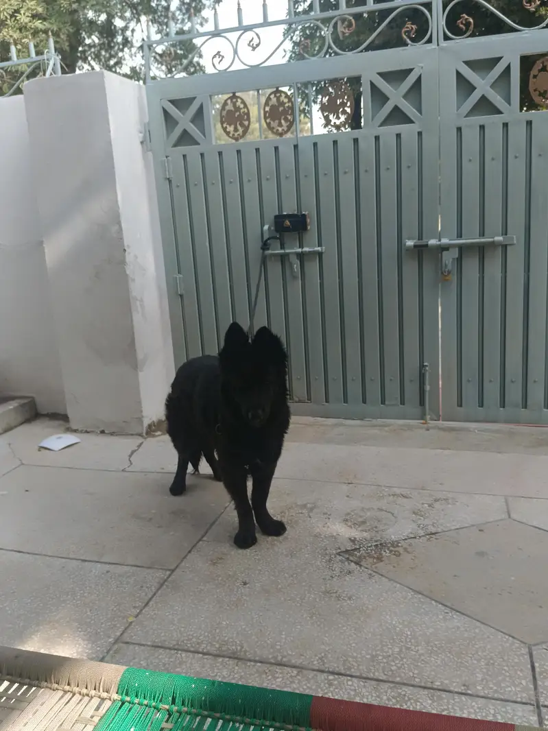 Black German shepherd pair pink pedigree chip install — photo 3