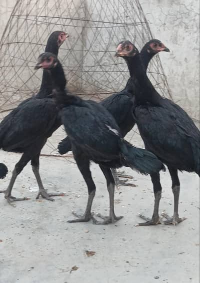 Asalamoalikom 5 Thai pakoay female available  pr pice 5k