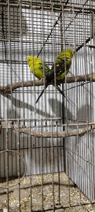Jamal bird