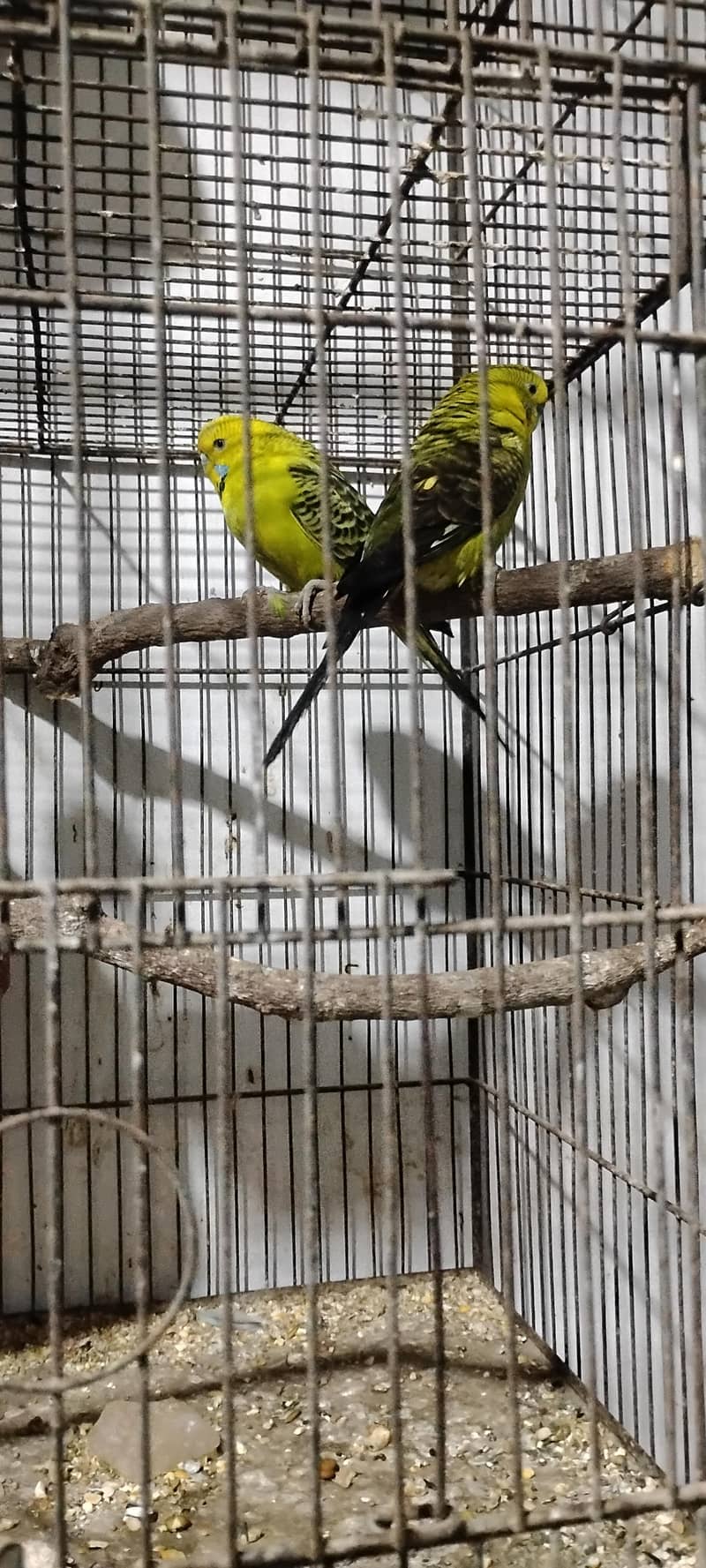 Jamal bird 0