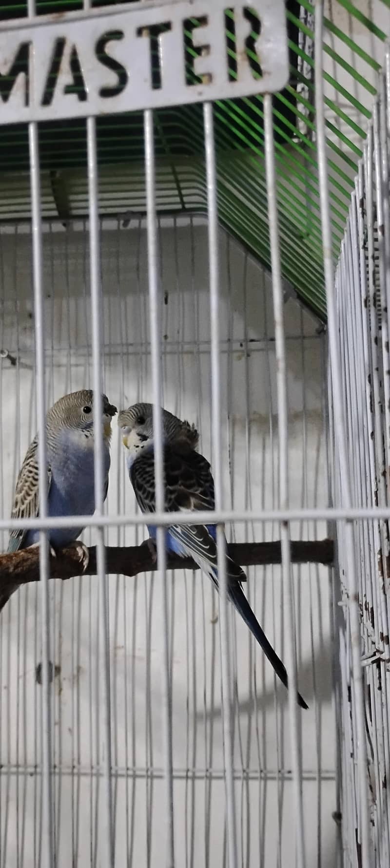 Jamal bird 1