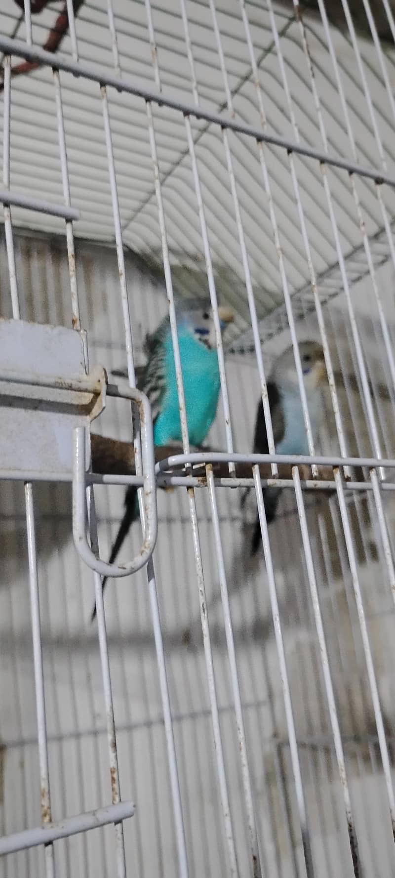 Jamal bird 2