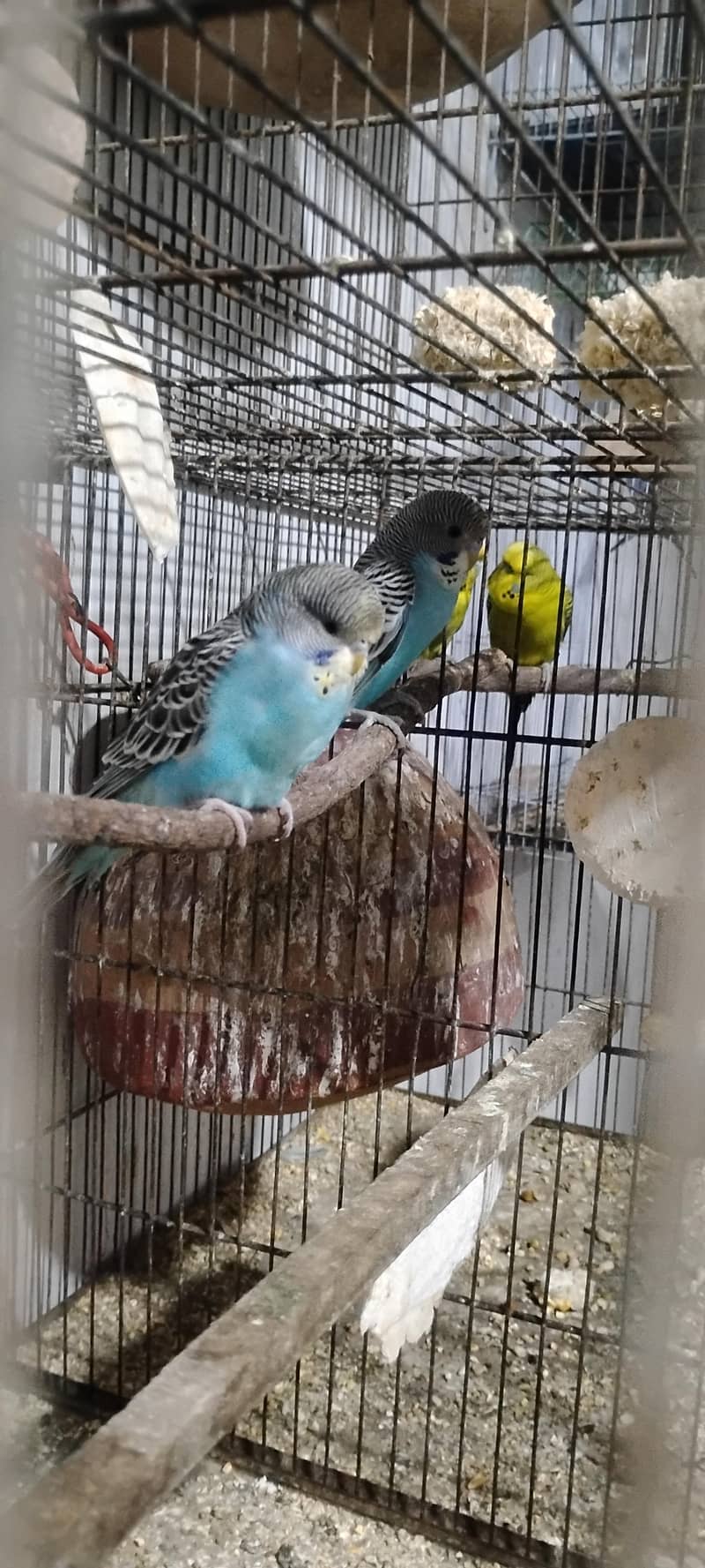 Jamal bird 3