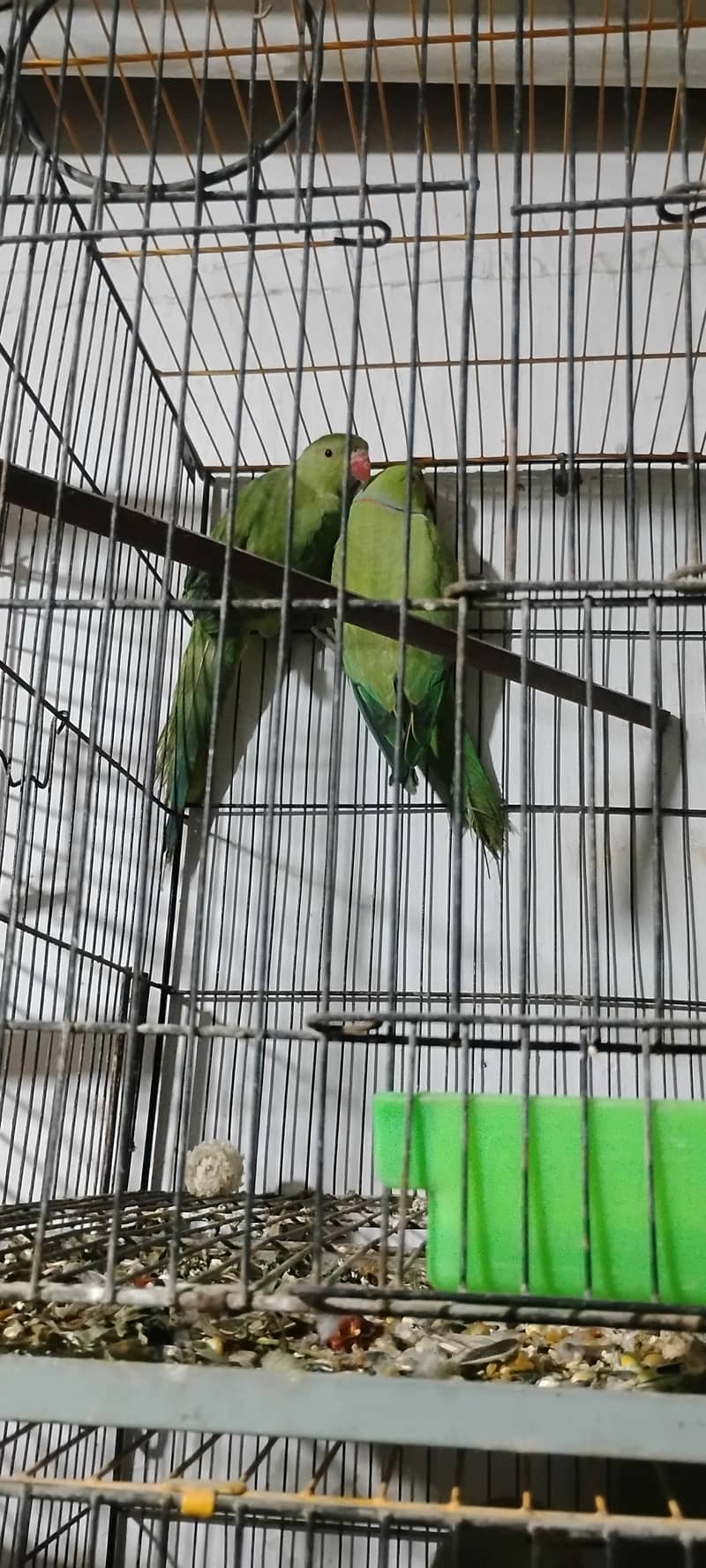 Jamal bird 5
