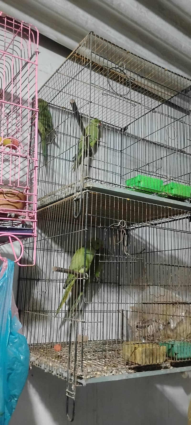 Jamal bird 6