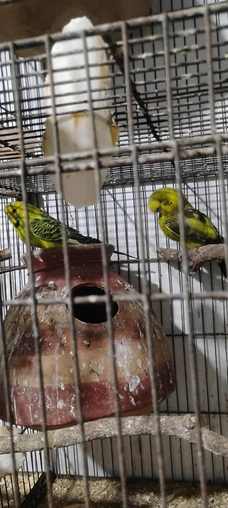 Jamal bird 7