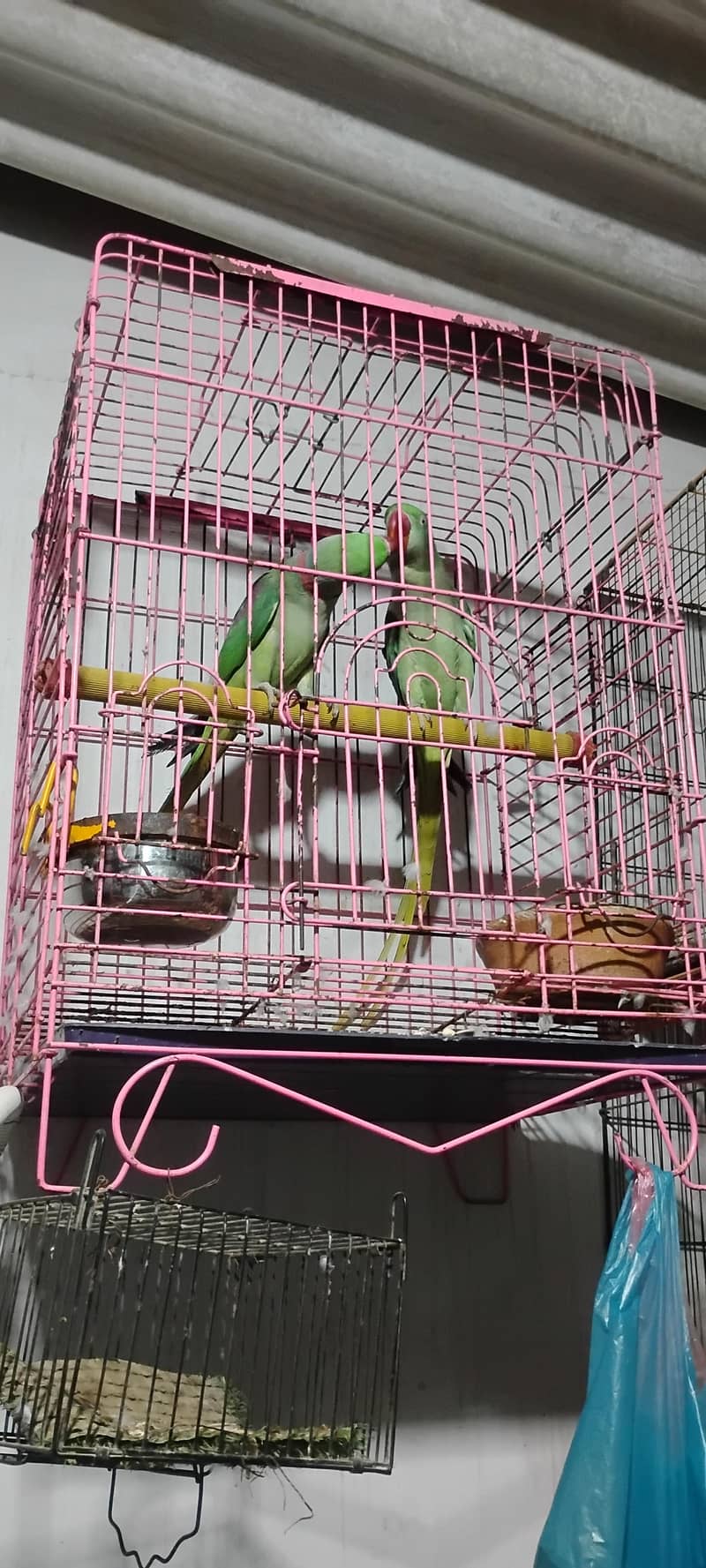 Jamal bird 8