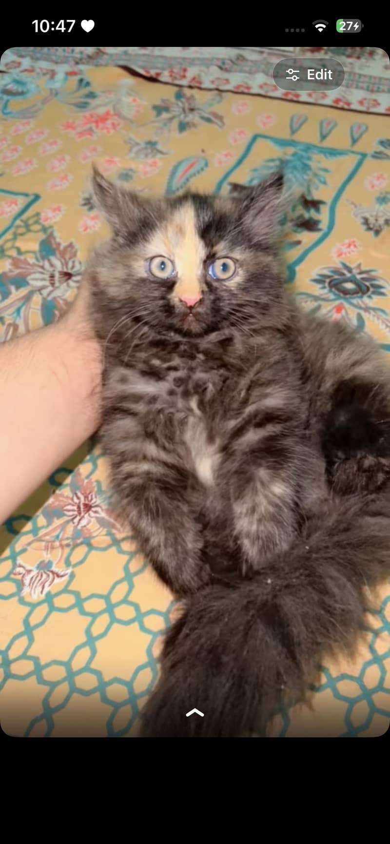 Kitten 0