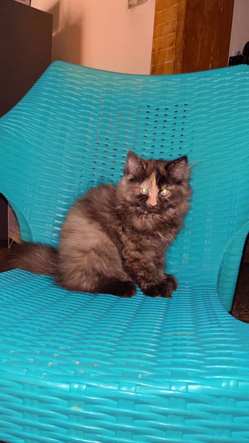 Kitten 1