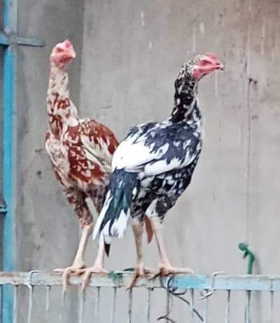 aseel pair