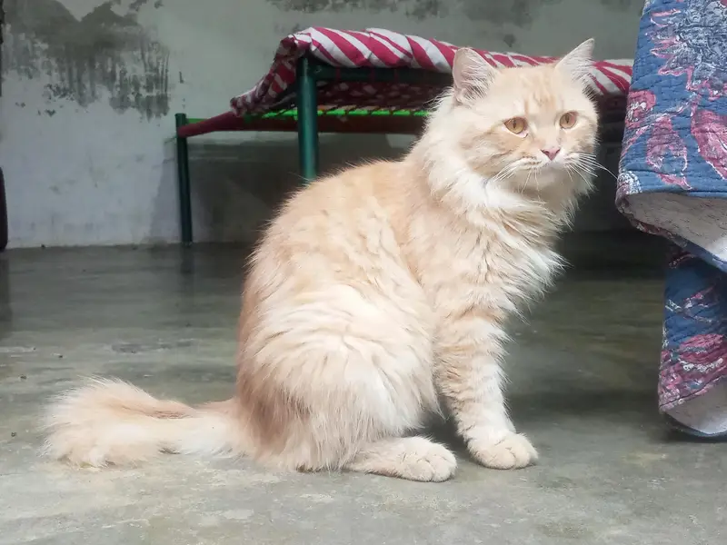nice billa jasy bolu wasy krta ha khane Manta ha or feed khata ha or c