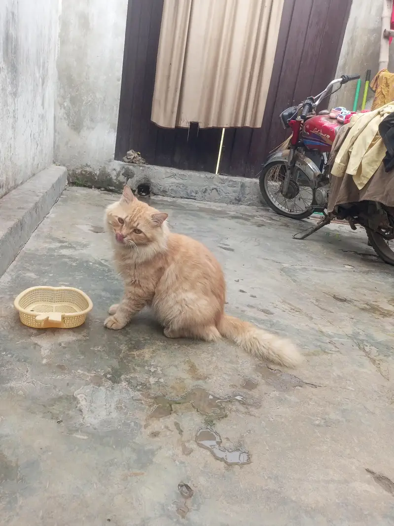 nice billa jasy bolu wasy krta ha khane Manta ha or feed khata ha or c — photo 2