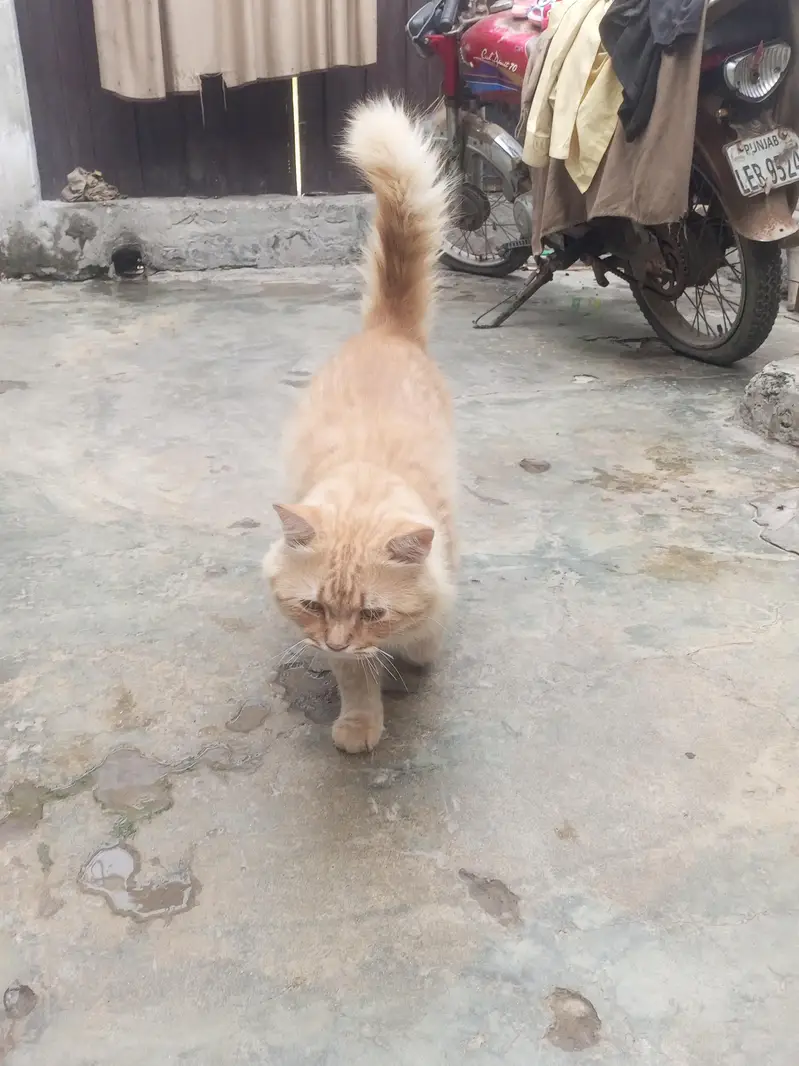 nice billa jasy bolu wasy krta ha khane Manta ha or feed khata ha or c — photo 3