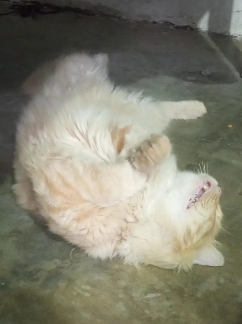 nice billa jasy bolu wasy krta ha khane Manta ha or feed khata ha or c — photo 4