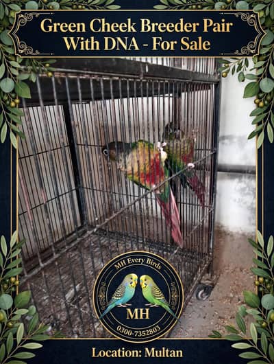 2 Green chicks breader pair with DNA