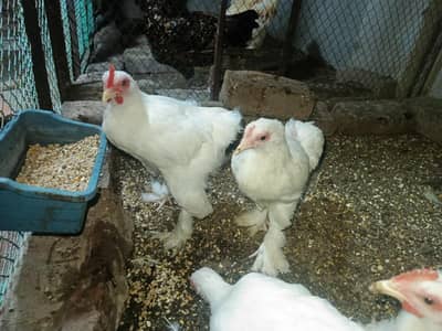 white hens buffs