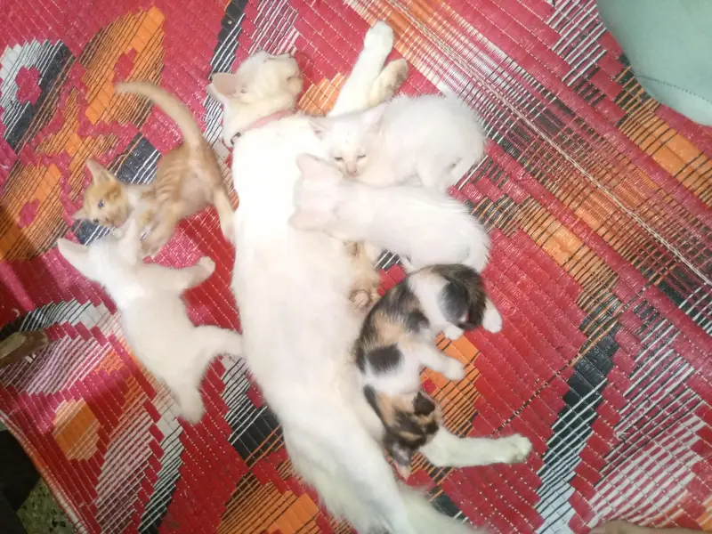 baby cat 4 male 1 female