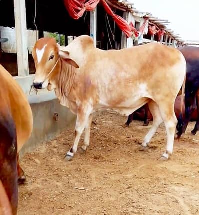 Cholistani Bachra 4.75 mun meat weight
