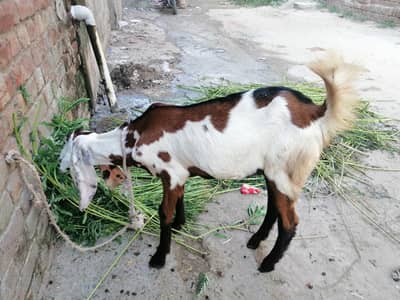 1 بکری sfed is k sath is ki 3 month ki leli 80 hzar   1 bkri blek بکری