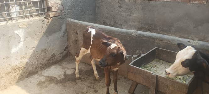 cow for sale susti 03006109886