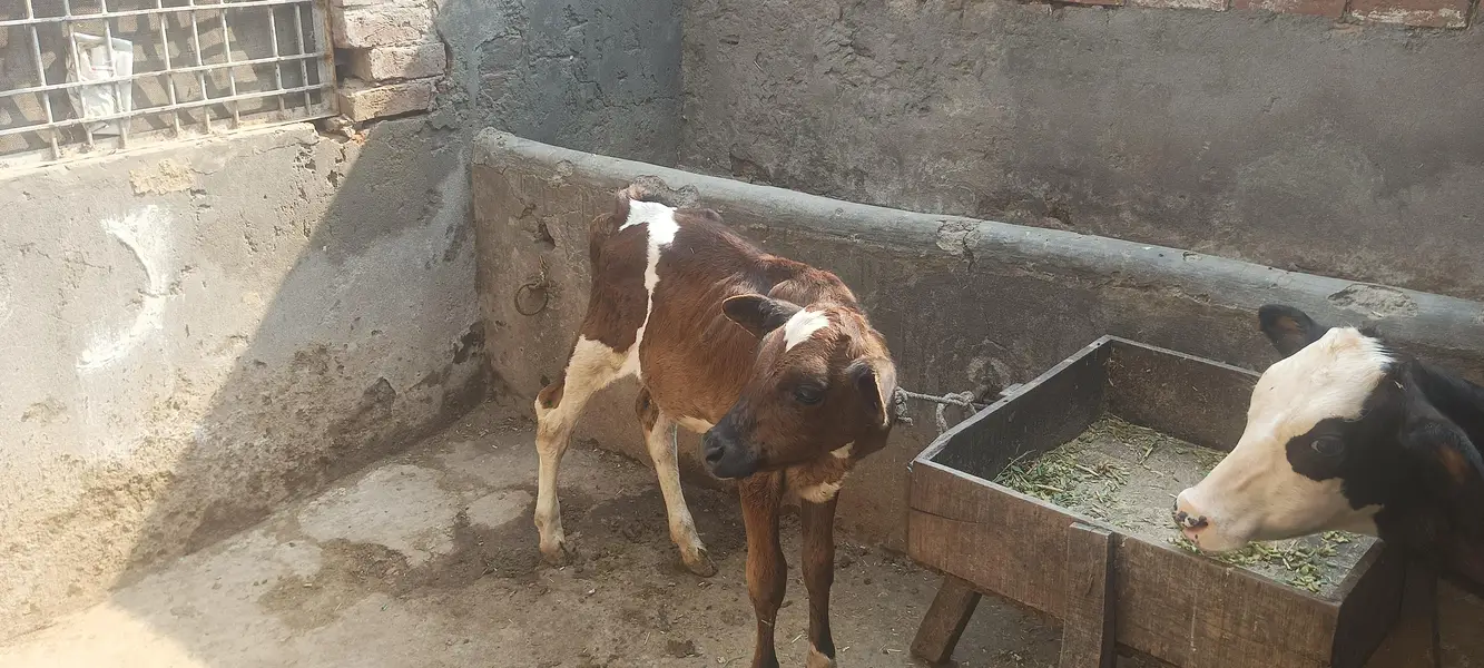 cow for sale susti 03006109886