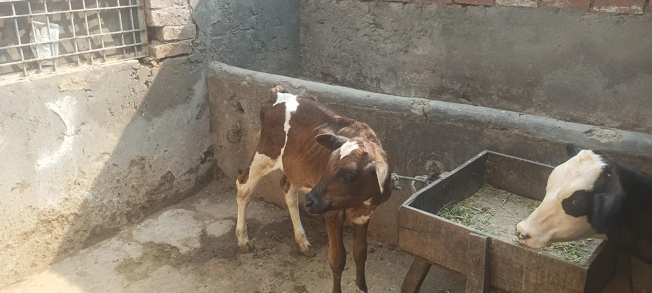 cow for sale susti 03006109886 — photo 2