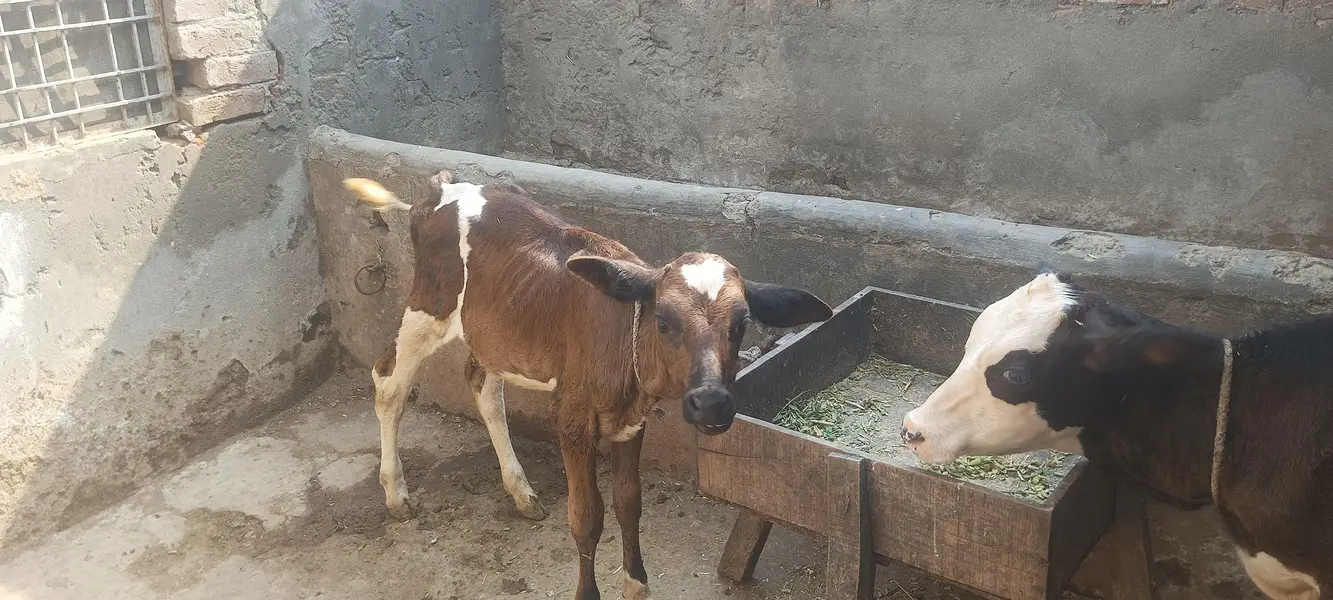 cow for sale susti 03006109886 — photo 3
