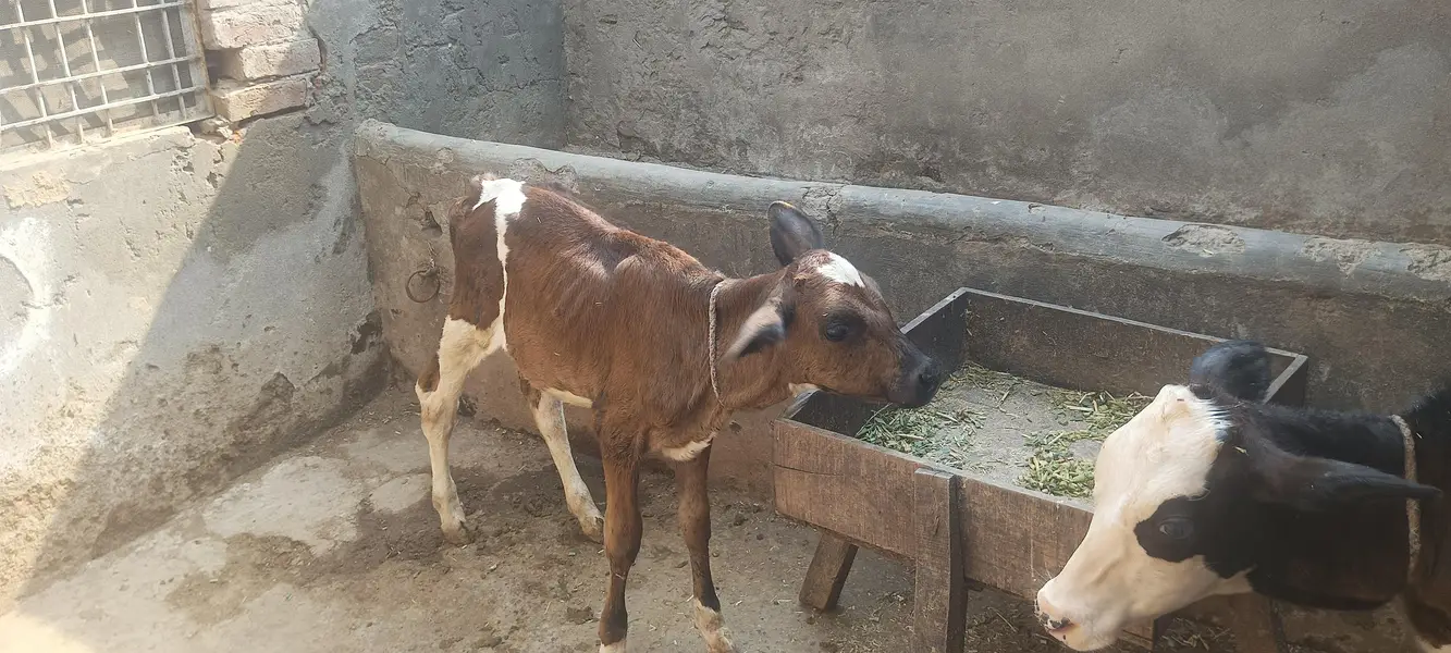 cow for sale susti 03006109886 — photo 4