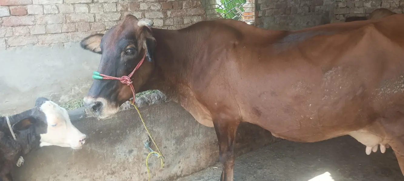 cow for sale susti 03006109886 — photo 5