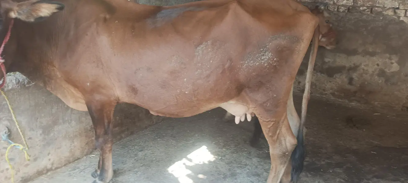 cow for sale susti 03006109886 — photo 6
