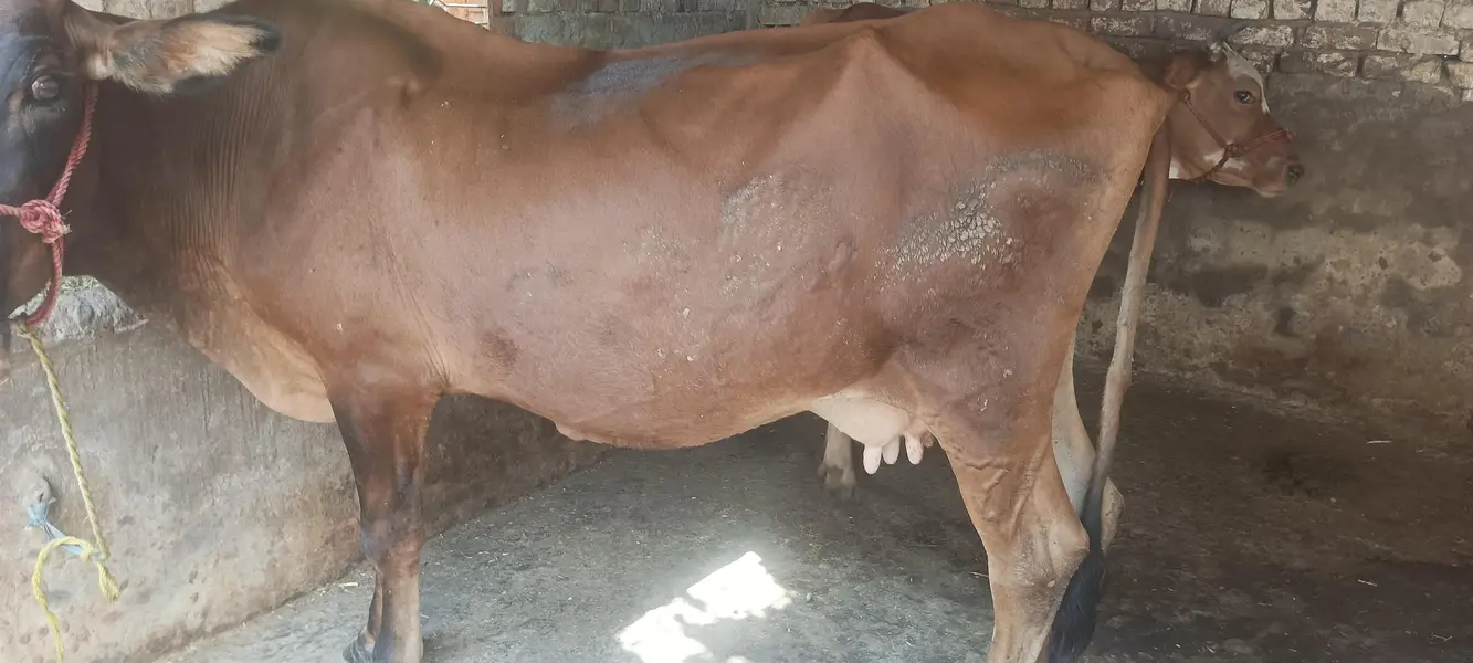 cow for sale susti 03006109886 — photo 7