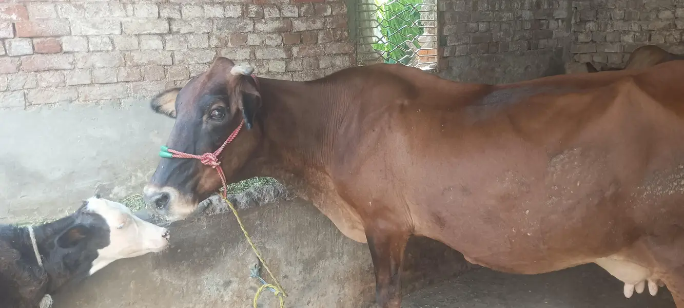 cow for sale susti 03006109886 — photo 8