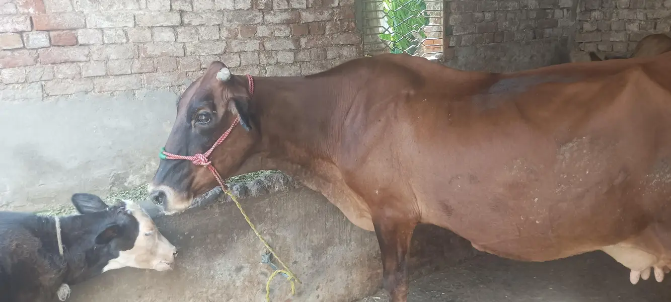 cow for sale susti 03006109886 — photo 9