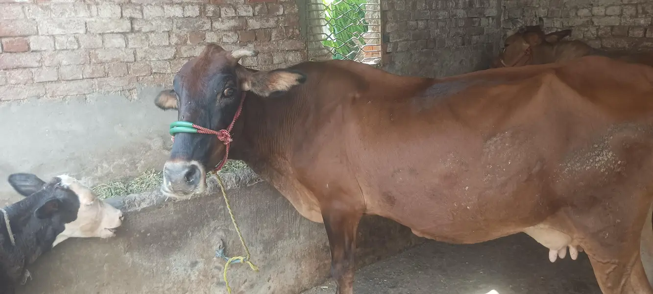 cow for sale susti 03006109886 — photo 10
