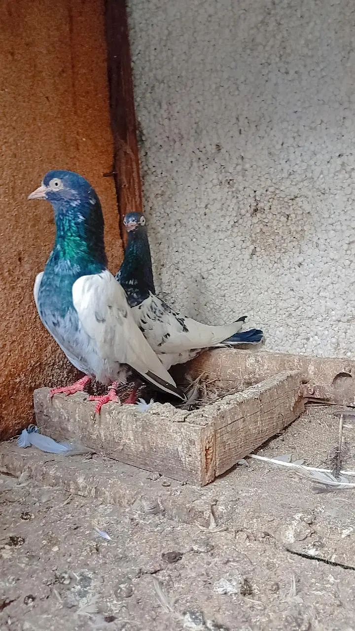 teddy breed pair 1 mal hiralal — photo 2