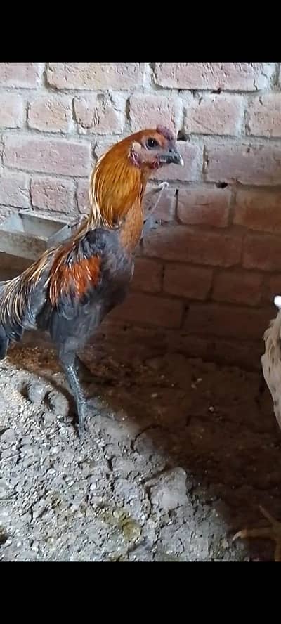 Blue Dragon male, Thai male, black dragon female egg laying for sale