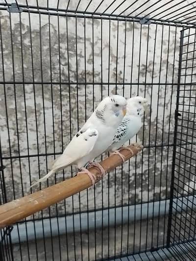 tcb pair budgies / Australian