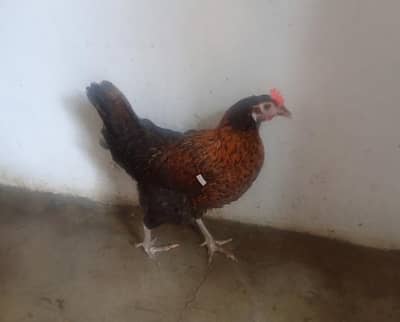 Healthy and vaccineted Hens