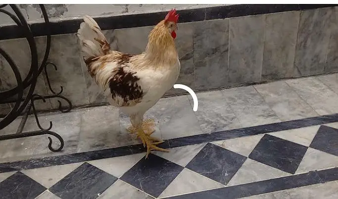 Healthy and vaccineted Hens — photo 2