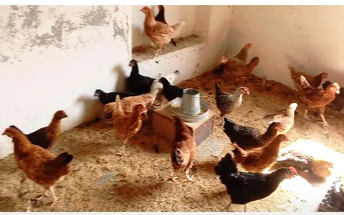 Healthy and vaccineted Hens — photo 3
