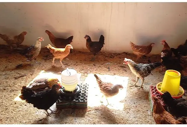 Healthy and vaccineted Hens — photo 4