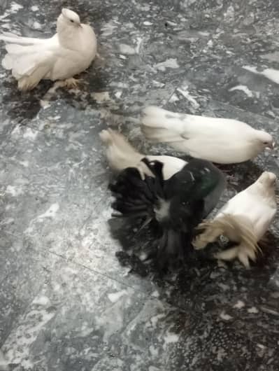 pigeon
