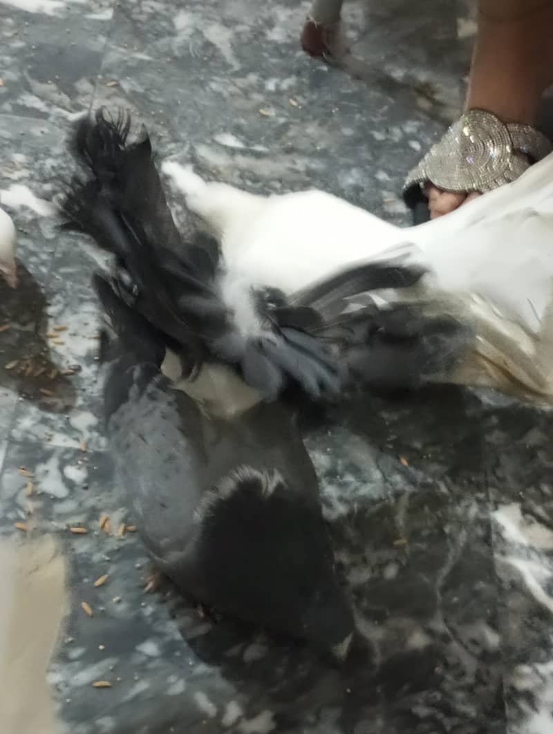 pigeon 1