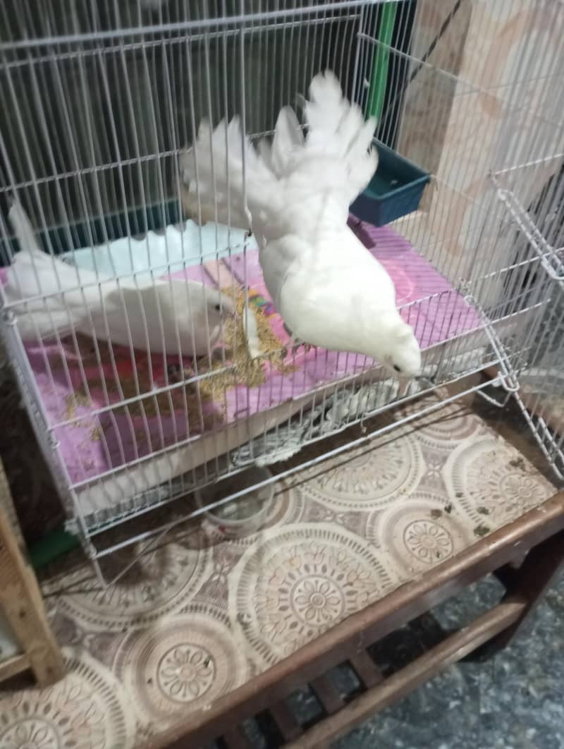 pigeon 2