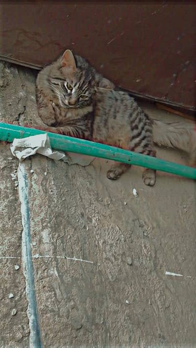 cat sale