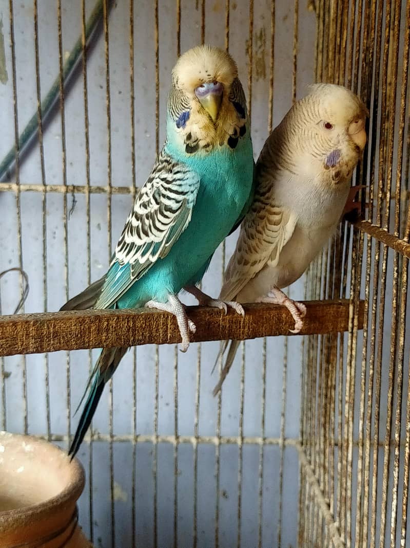 Budgies Undersize 0